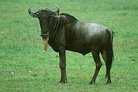 Wildebeest（黑尾牛羚／白鬚牛羚／角馬）