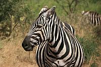 Zebra（斑馬）