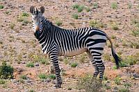 山斑馬 (納米比亞南部)