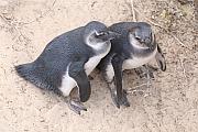 年幼的非洲企鵝