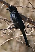 Black Flycatcher（黑鶲）
