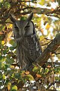 樹上的 Owl（鶚／貓頭鷹）