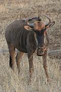 Wildebeest（牛羚）