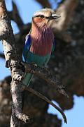 Lilac-breasted Roller（燕尾佛法僧）