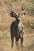 Greater Kudu（大種彎角羚）
