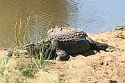 Nile Crocodile（尼羅鱷）