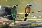 White-Fronted Bee-Eater（白額蜂虎）