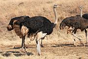 Ostrich (駝鳥)