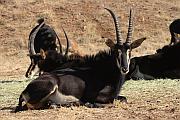 Sable Antelope (黑馬羚)