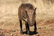 Warthog (疣豬)