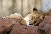 老虎仔玩個不停，獅子仔就睡得正酣