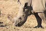 南非：普林斯堡動物保護區（Pilanesberg Game Reserve）