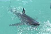 南非：出海看大白鯊、非洲真正最南端