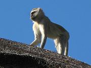 屋簷上的綠猴 (Vervet Monkey)