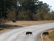 疣豬過馬路